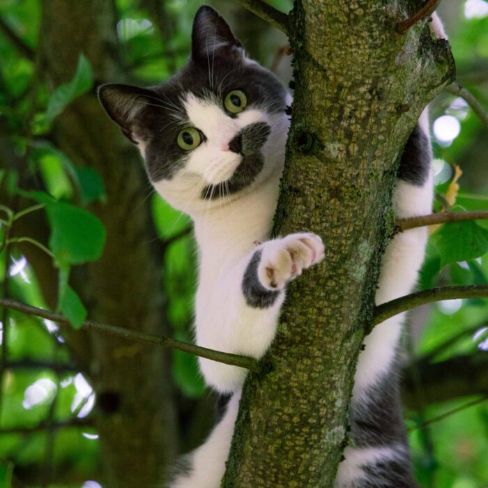 Dennis the cat in a tree