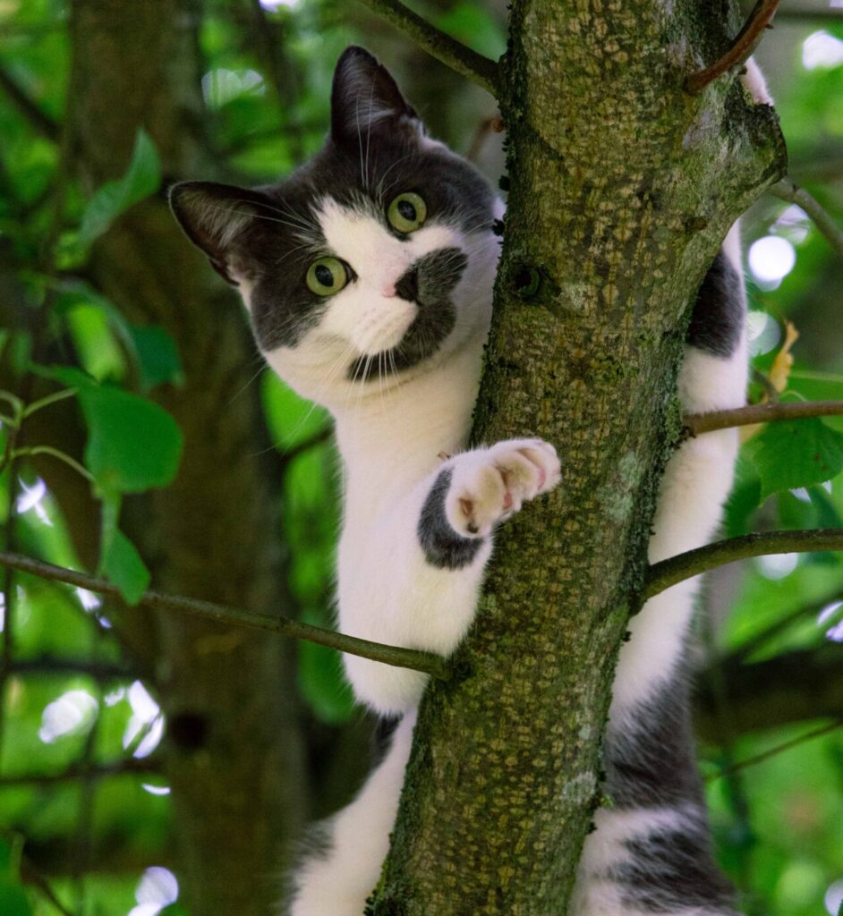Dennis the cat in a tree