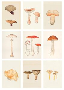 Nine drawings of different types of mushroom.